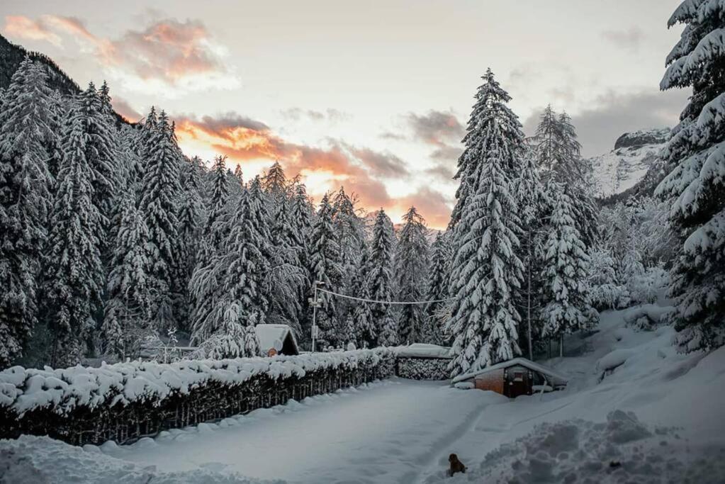 Idyllic Triglav Forest Retreat - Alps, Trails, Lakes, Falls موجسترانا المظهر الخارجي الصورة